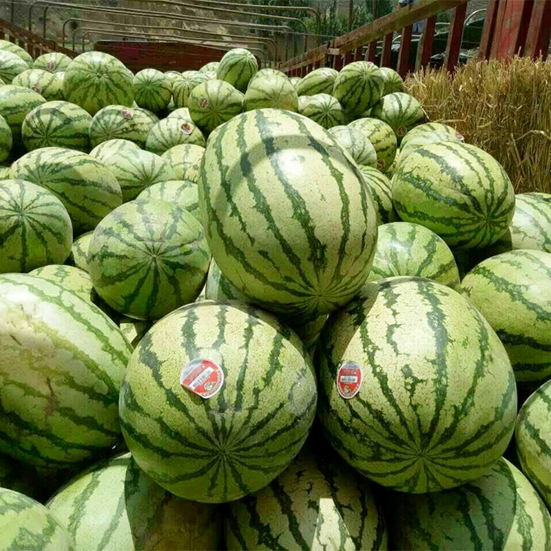 中科茂华蔬菜水果种子新城五号西瓜种子西农八号大果型抗重茬