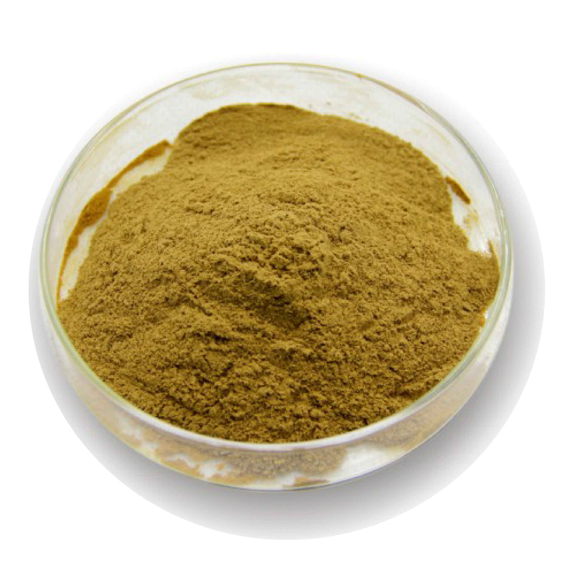 仙人掌提取物10:1森弗厂家直销仙人掌提取物产地货源仙人掌提取物