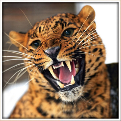 新款钻石画外贸 魔方圆钻速卖通亚马逊货源 钻石十字绣满钻 豹子