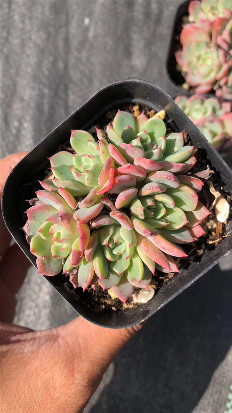 005阳台多肉植物大棚批发 娜娜小勾群生4头起状态好多肉品种