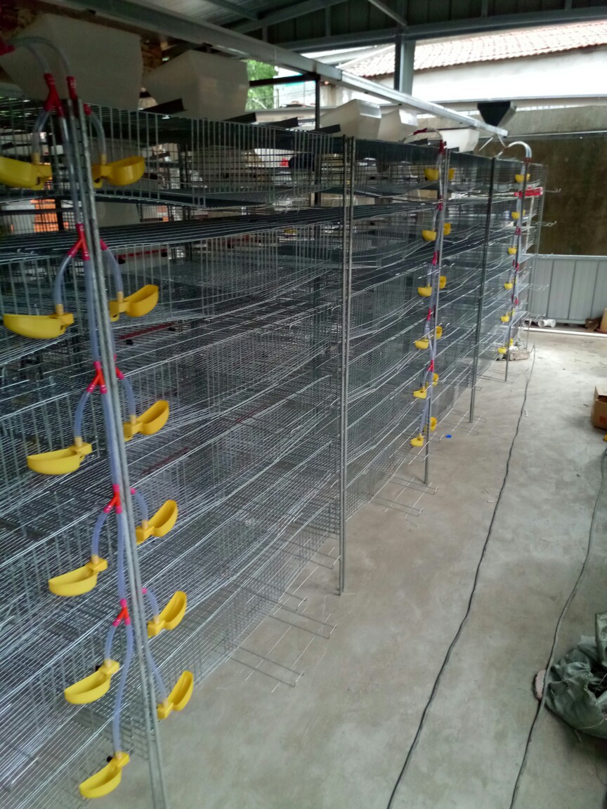 鹌鹑全自动养殖设备