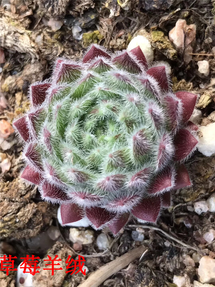 010多肉植物基地批发 精品草莓羊绒2cm左右多肉状态品种裸根特价