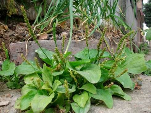 圆苞车前子壳粉水溶性膳食纤维