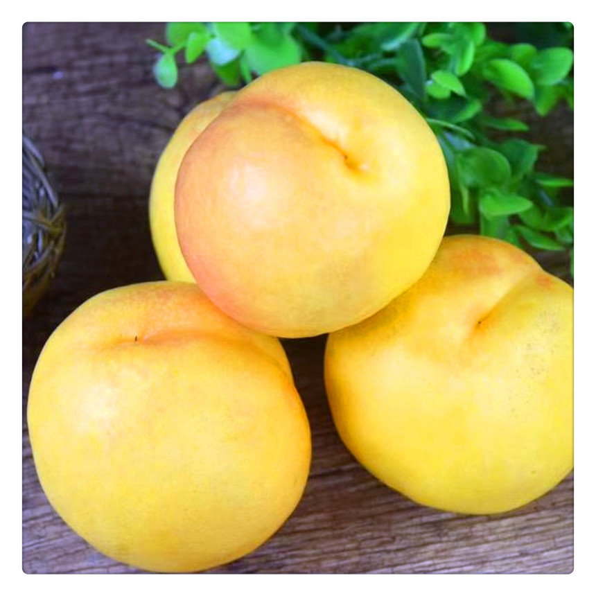 中油8号桃树苗市场报价 粗度3公分中油8号桃小苗