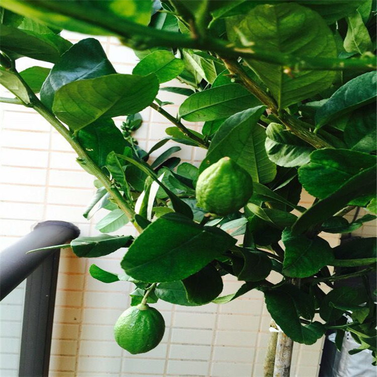 柠檬树高杆植物盆栽尤力克柠檬树香水柠檬树带花 带果棒棒型果树