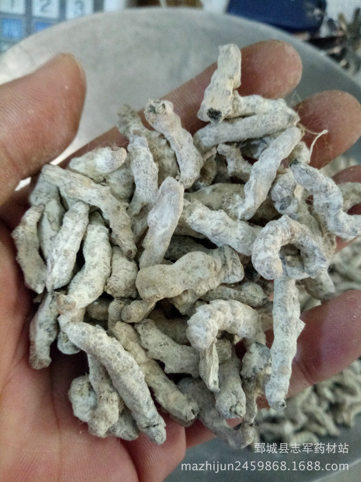 僵蚕 选装整僵蚕 如图【实拍】批发各种中药材