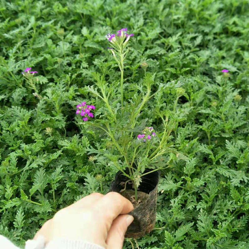 成活率高美女樱 宿根花卉细叶美女樱 时令草花盆栽美女樱