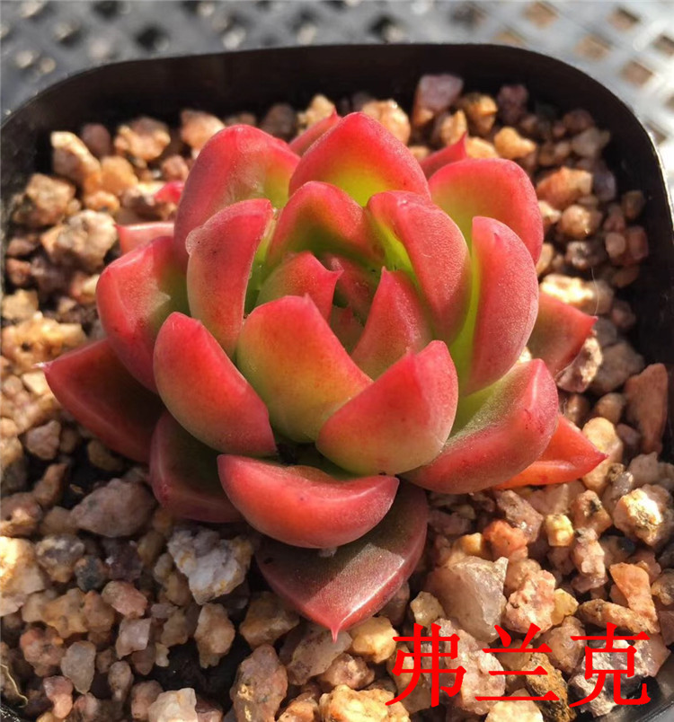 862基地多肉植物批发 弗兰克6.5cm盆小号多肉贵货品种裸根发
