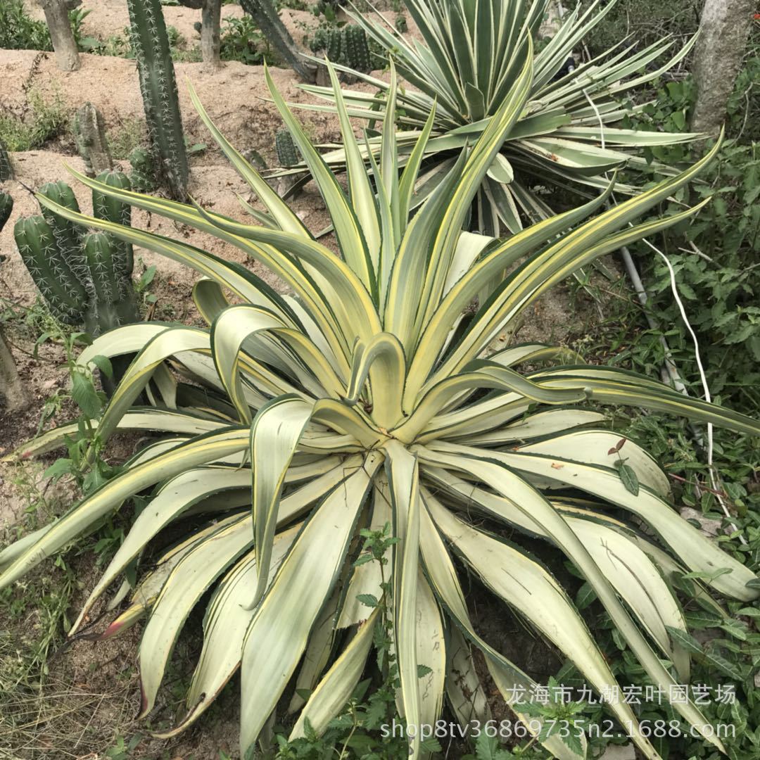 龙舌兰翡翠盘锦水晶宫龙舌兰锦狐尾鹦鹉嘴龙舌兰常绿景观多肉盆栽