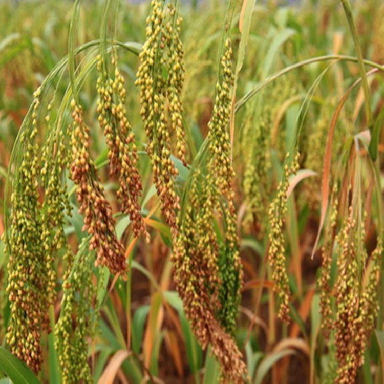 批发供应红黄黍子糜子谷子 五谷杂粮 黍子种子