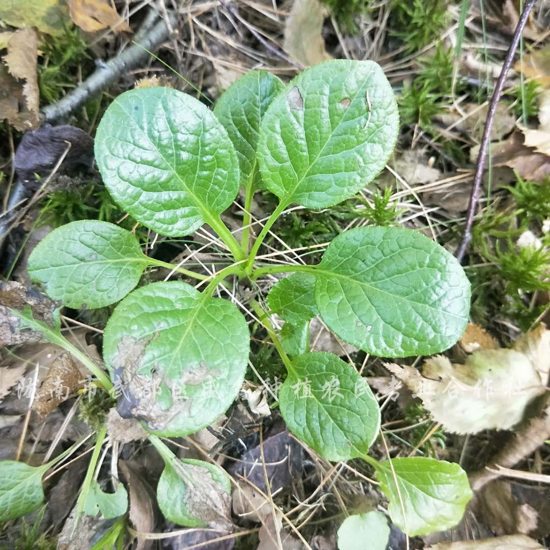 鹿衔草 秦巴山区野外生长 鹿衔草 鹿蹄草 圆叶鹿蹄草-阿里巴巴