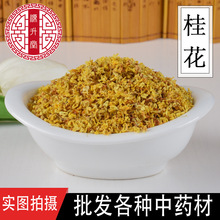 批发品质花草 广西桂花 厂家批发金桂花价格优惠现货供应