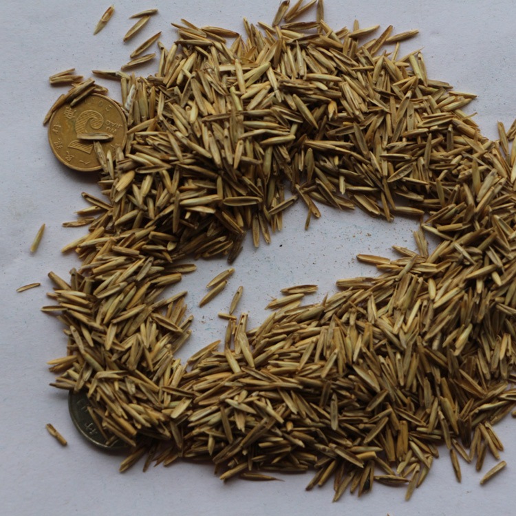 冰草种子 别名野麦子,扁穗冰草,羽状小麦草 暖季型草坪牧草种子