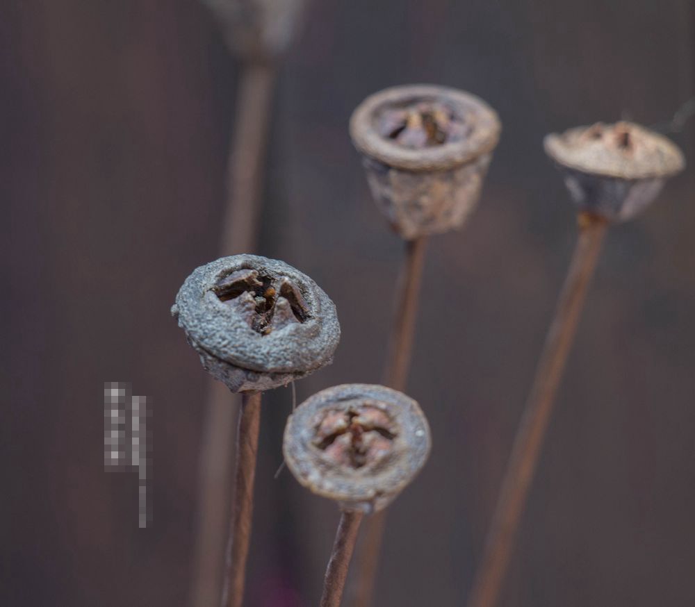 蓝桉果桉树果十字果单支自然风格店面家居装饰单支植物手工工艺品