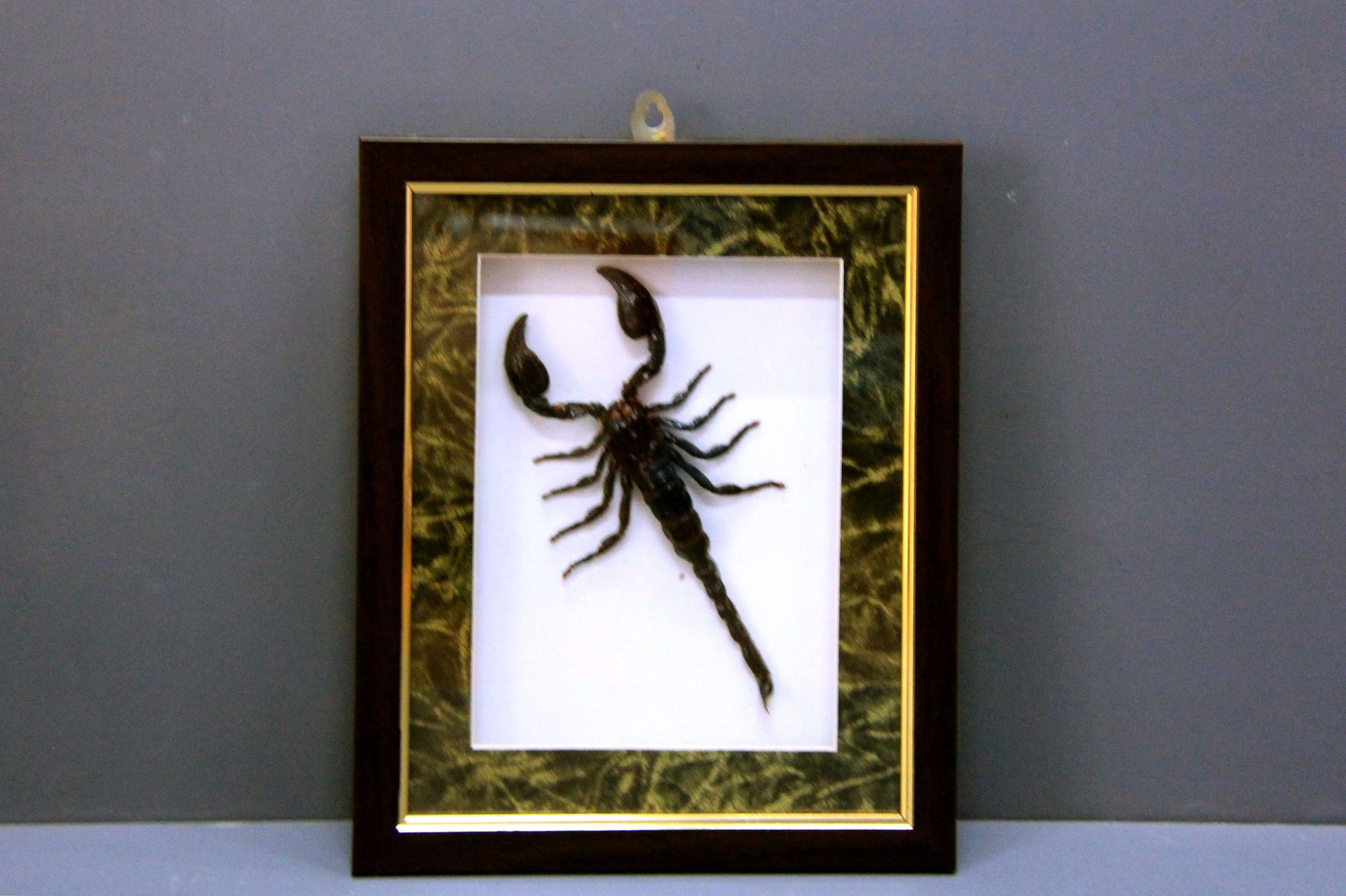 家居装饰挂件 昆虫标本相框 昆虫标本工艺品 大蝎子标本