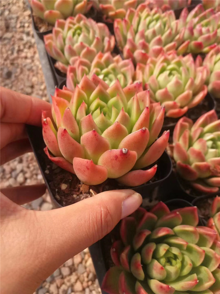 319多肉阳台植物大棚批发 红胭脂单头盆7cm品相美裸根发多肉品种