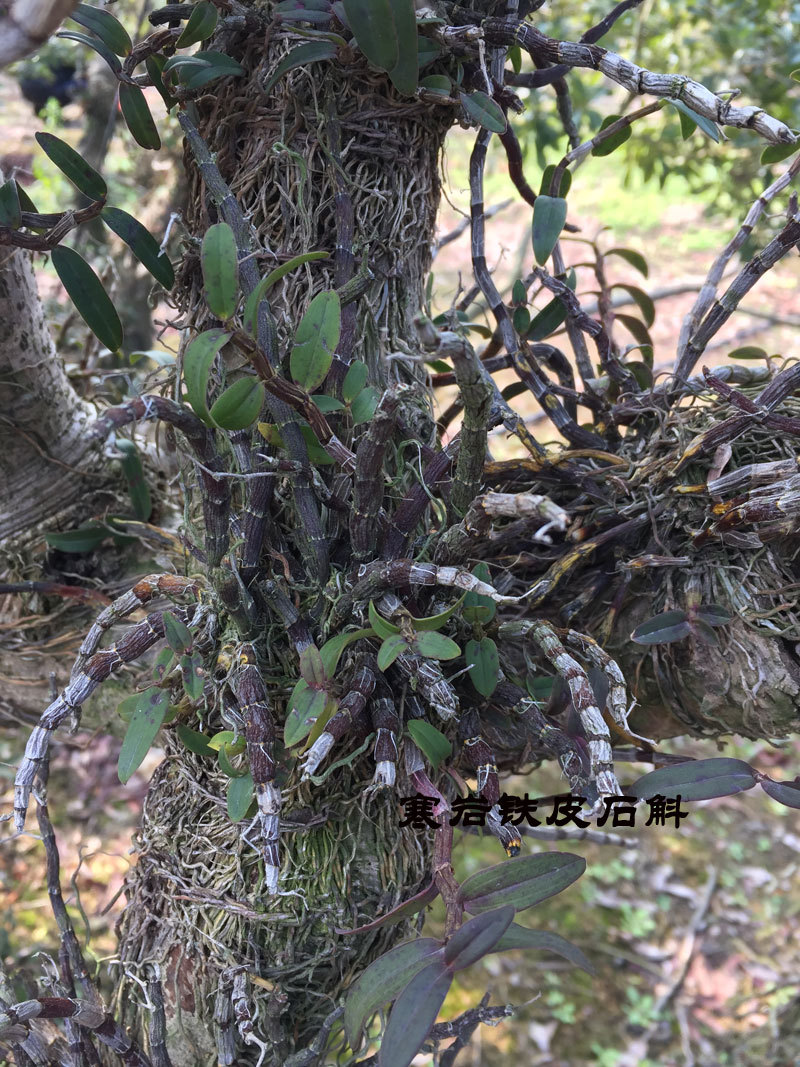 山上果树上四年浙江雁荡山仿野生铁皮石斛连根拔可盆栽