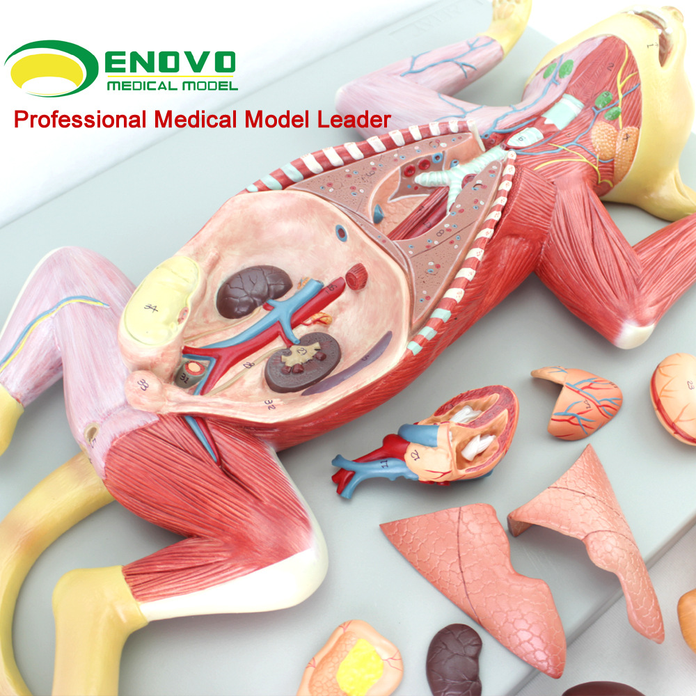 enovo颐诺猫解剖模型 宠物器官内脏肌肉神经兽医畜牧教学动物图谱