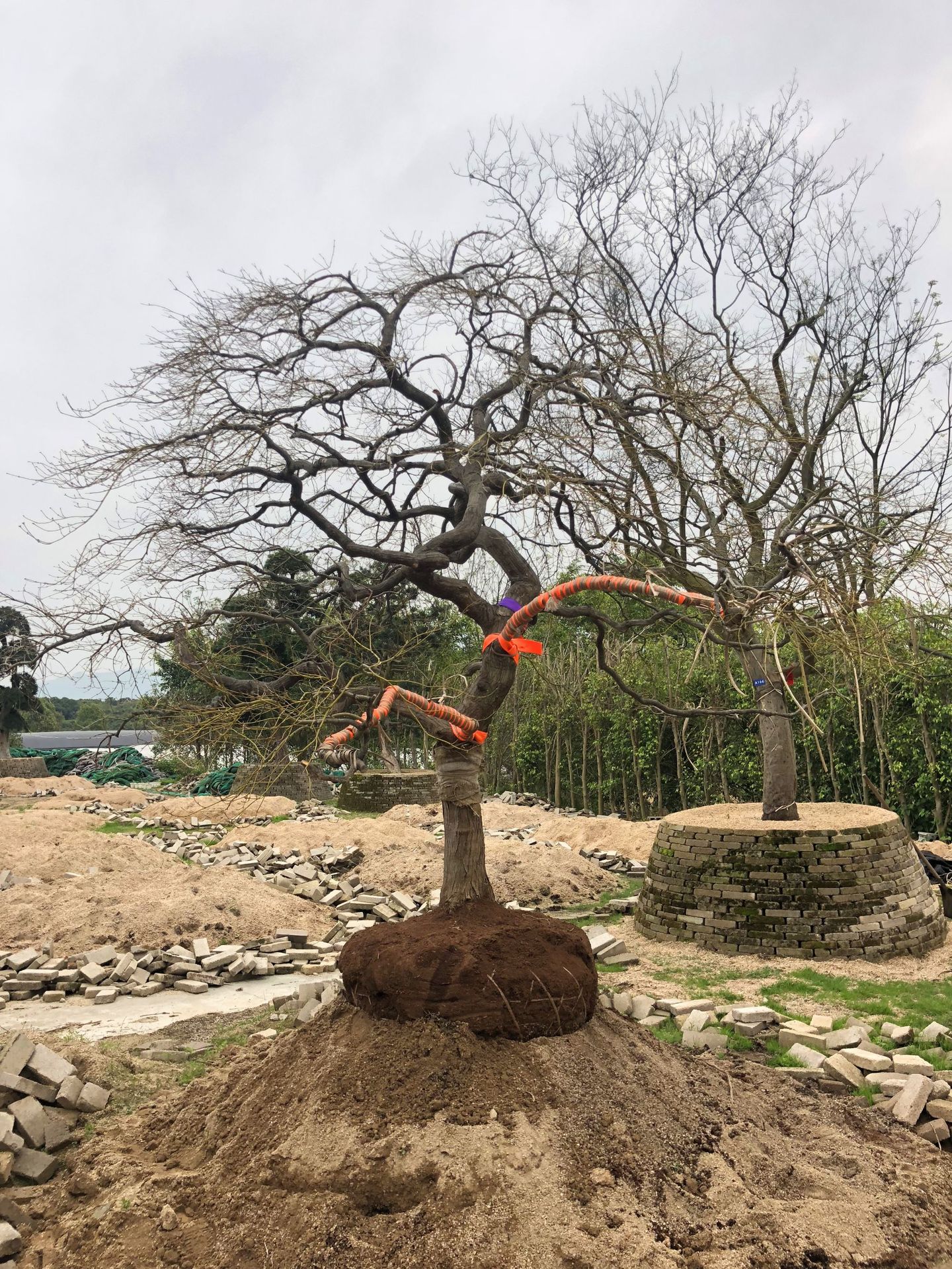 批发 别墅庭院造景羽毛枫 造型羽毛枫