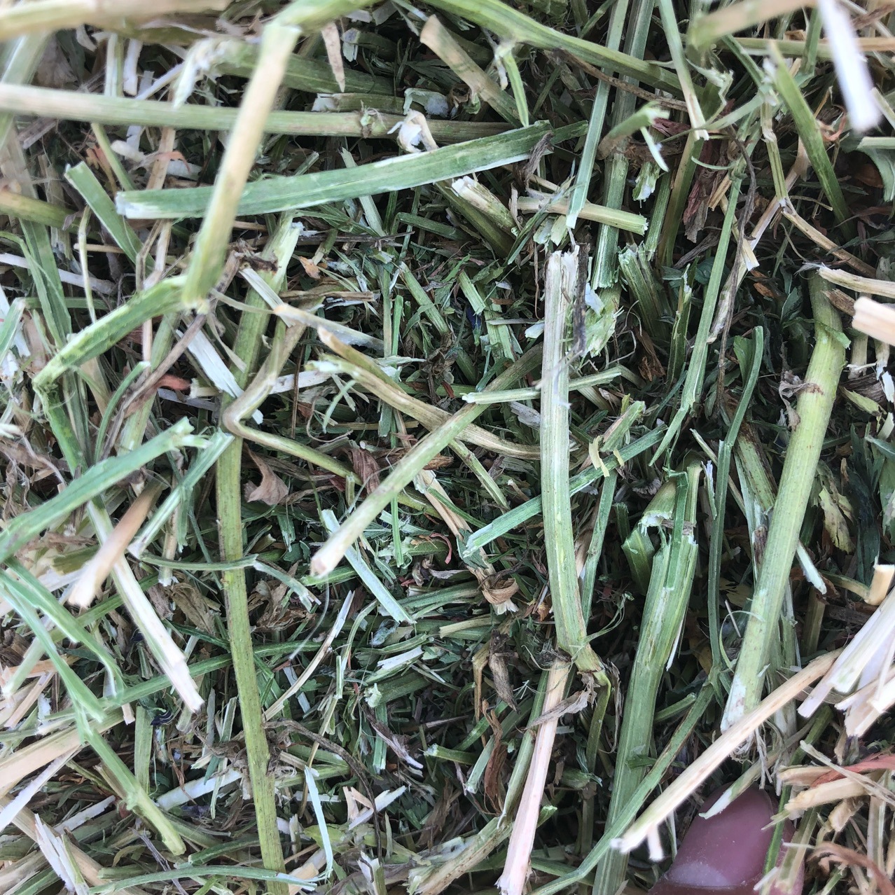 苜蓿草大包草捆饲料绿风尊凯销售牛马羊吃草料牧草饲料原料