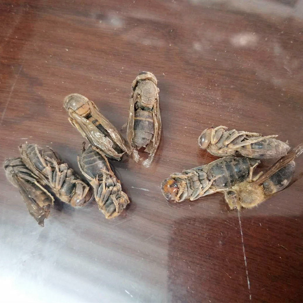 无硫 马蜂 中药材 泡酒大黄蜂 马蜂 葫芦蜂 支持药检 承接订单