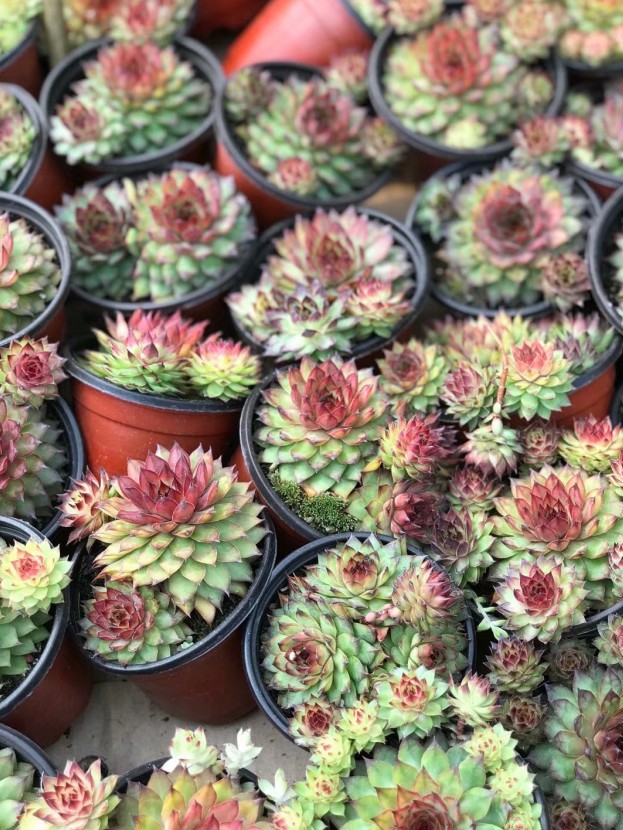 长生草系列红钻 多头2-10头野马 多肉植物