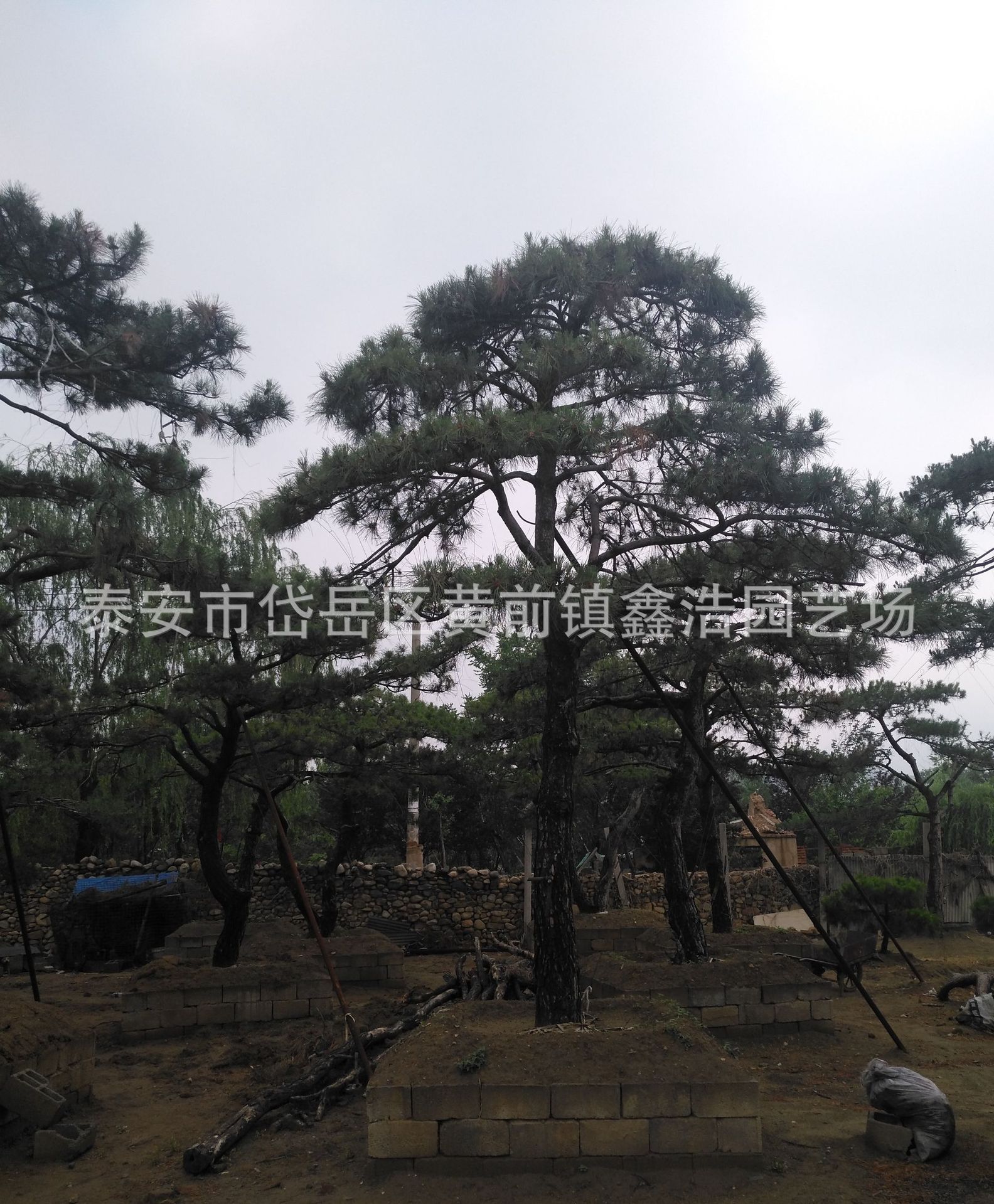 绿化迎客松 造型迎客松 4-5米高 层次分明 小区绿化迎客松.