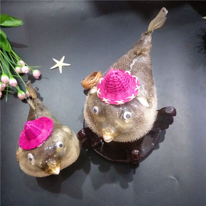 气鼓鱼