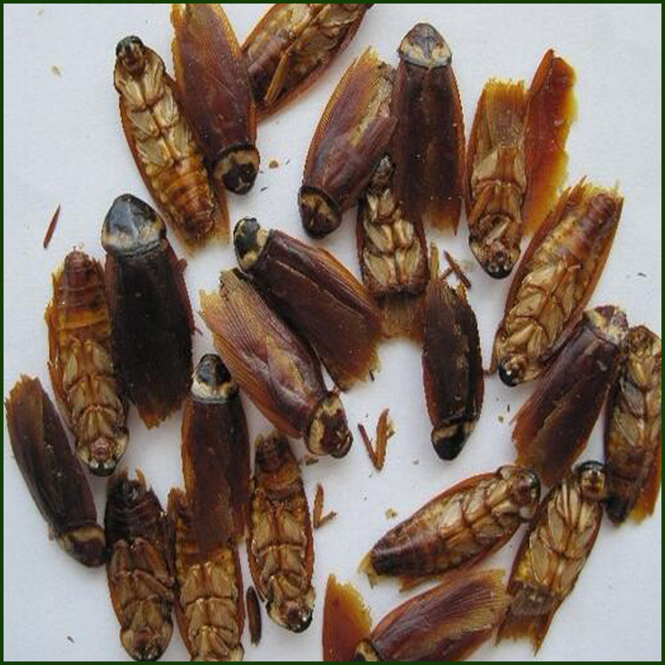 批发蟑螂 蟑螂干 药用 昆虫类中药材