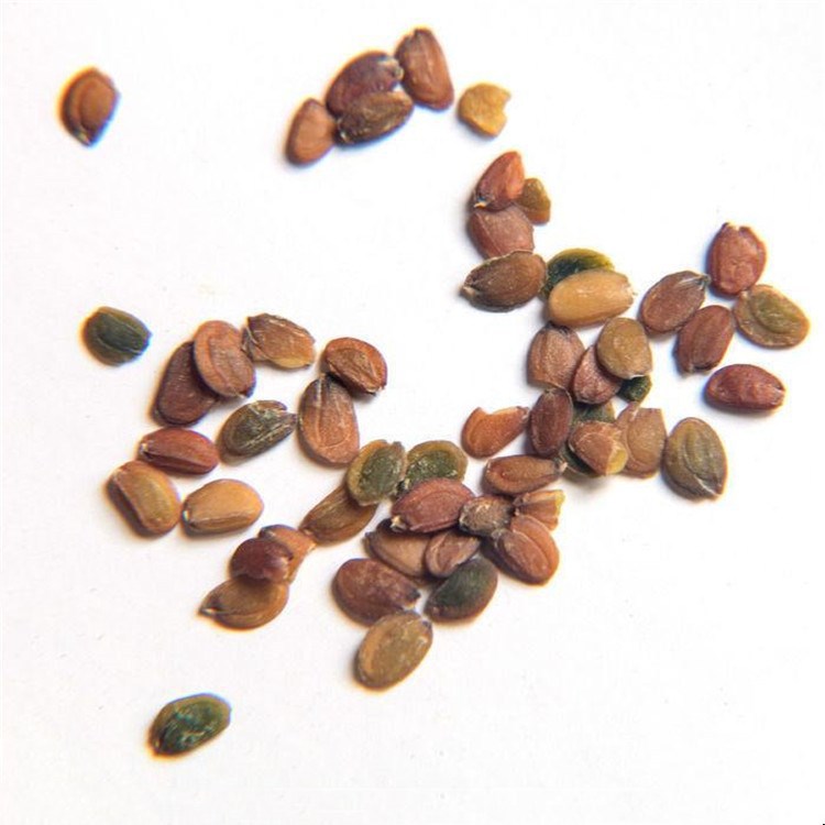 散装蜂室花种子观花屈曲花种子景观绿化园林园艺鲜花草花种子批发