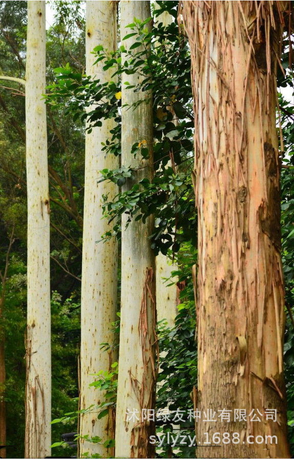 批发桉树种子 油桉种子 直桉 油桉