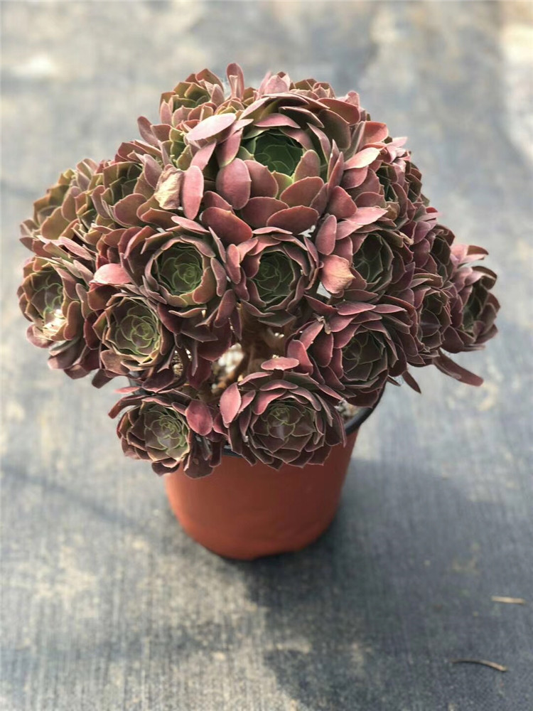 1171大棚批发多肉植物玫瑰韶羞老桩冠幅3540cm多肉法师品种