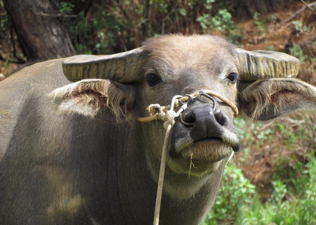 养牛老户教你怎么听声音诊牛病