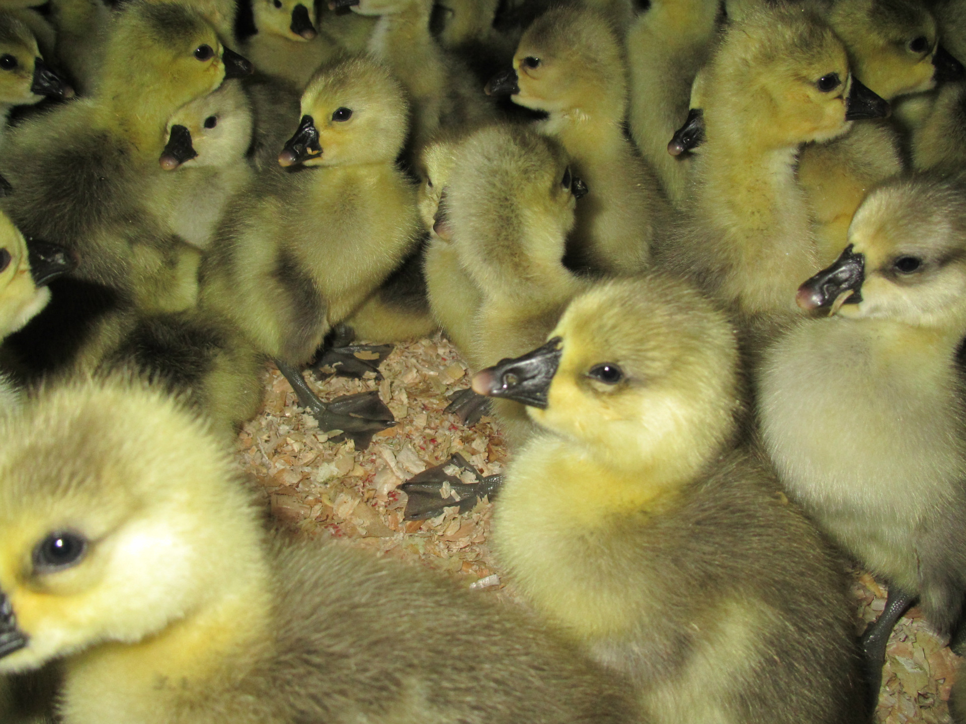 批发广东汕头狮头鹅母苗 大种鹅苗销售 免费咨询13317809934