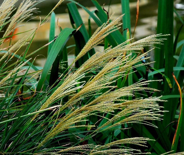 芒草种子 野芒草种子 新采 牧草种子 荻芒草种子 耐低温 易种牧草