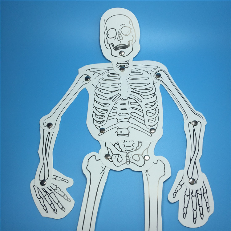 幼儿益智玩具儿童科学实验器材科技小制作自制人体骨骼模型拼装