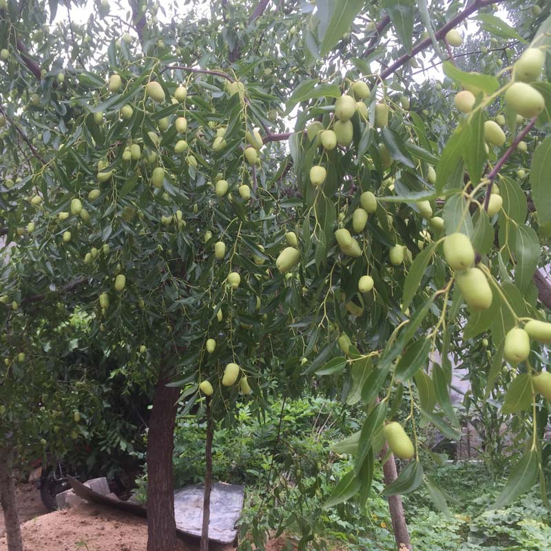 金丝小枣树脆甜可口 挂果率高枣树苗可南北方种植 基地现货枣树苗