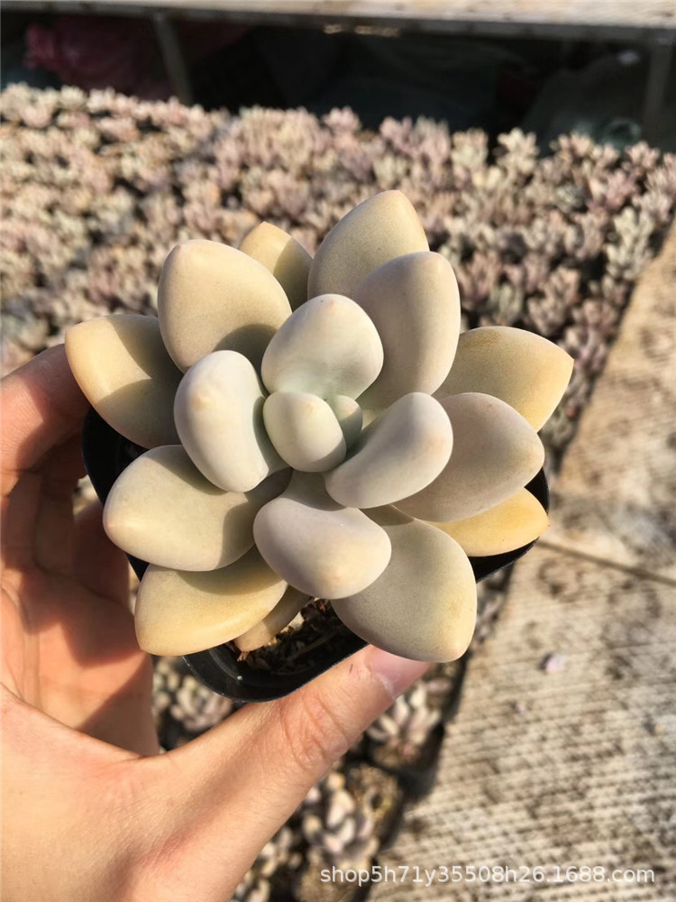 1996多肉植物大棚批发虞美人多头状态实拍多肉品种裸根发