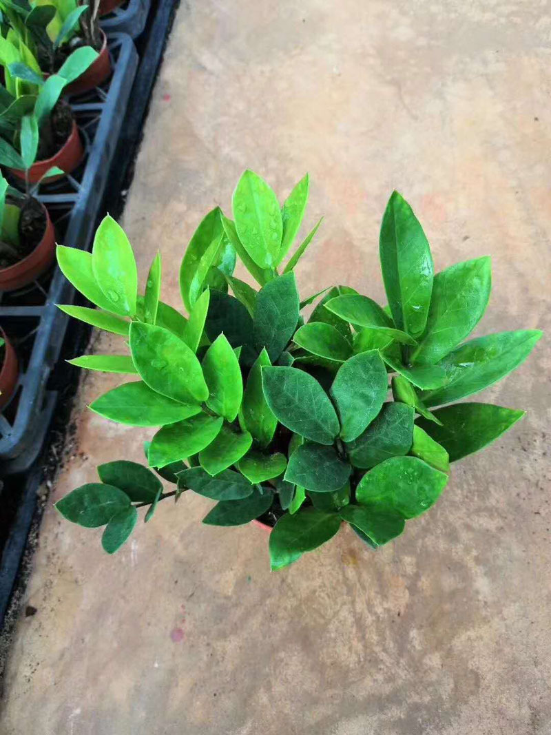 【基地直销】观叶植物 室内吸甲醛花卉 小盆栽绿植 90财神金钱树