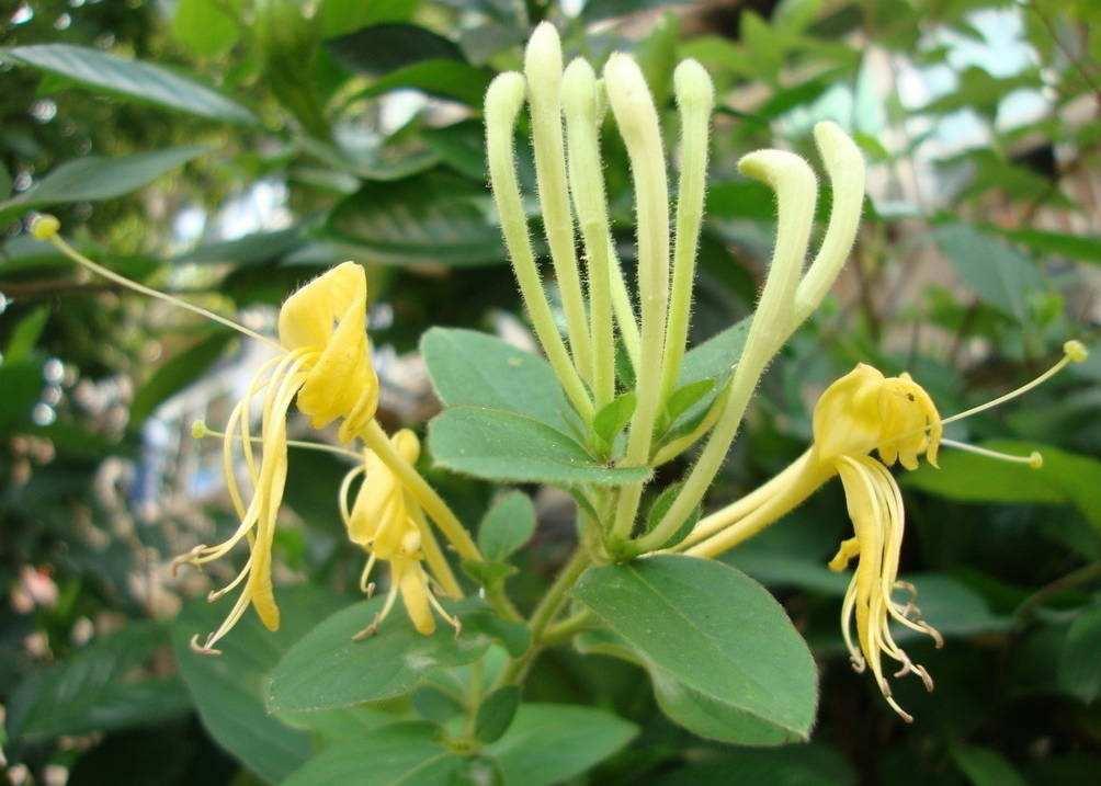 今年金银花的最新价格行情,你了解多少 - 阿里巴巴商友圈