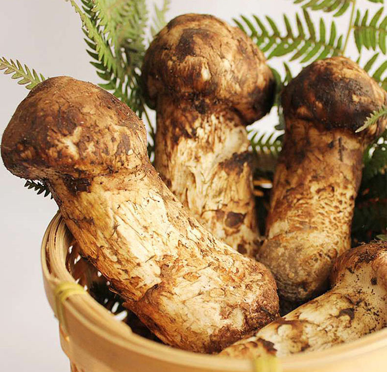 00 品种 松茸 等级 特级 完整性&le; 99(%)  杂质&le; 1(%)  水分&le