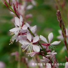 山桃草千鸟花盆栽室外庭院花园花镜植物花期长耐寒多年生观花植物