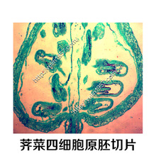 荠菜生物切片