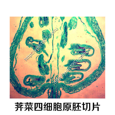 植物切片 荠菜四细胞原胚切片 实验器材 生物显微镜玻片标本