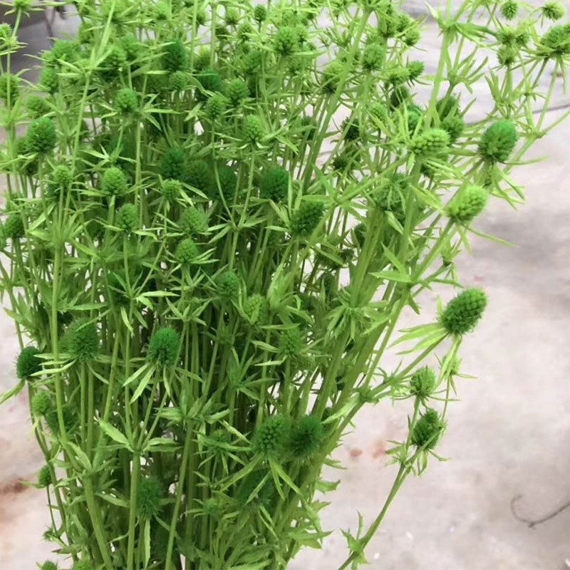 [情人果]120克装情人果 高品质永生花情人果 刺芹批发 厂家直销