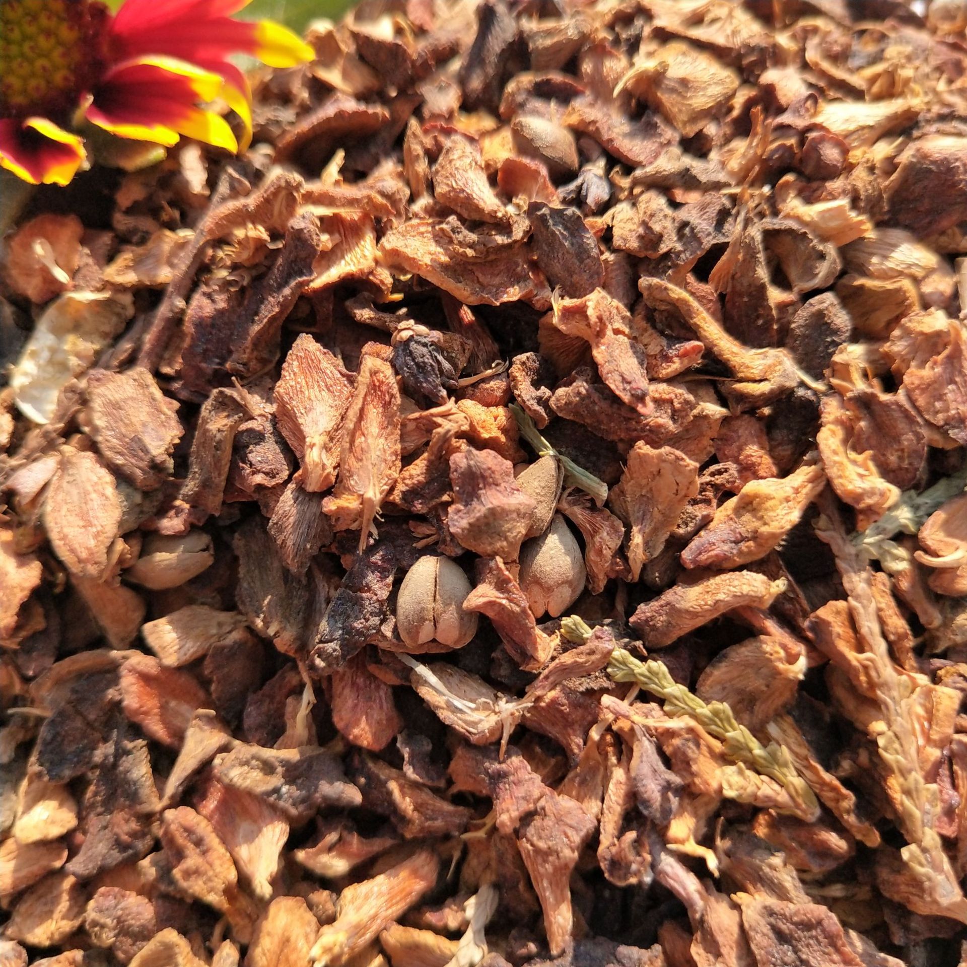 野生侧柏壳柏叶柏子壳枕头枕芯 散装柏籽壳装坐垫柏树壳侧柏外壳