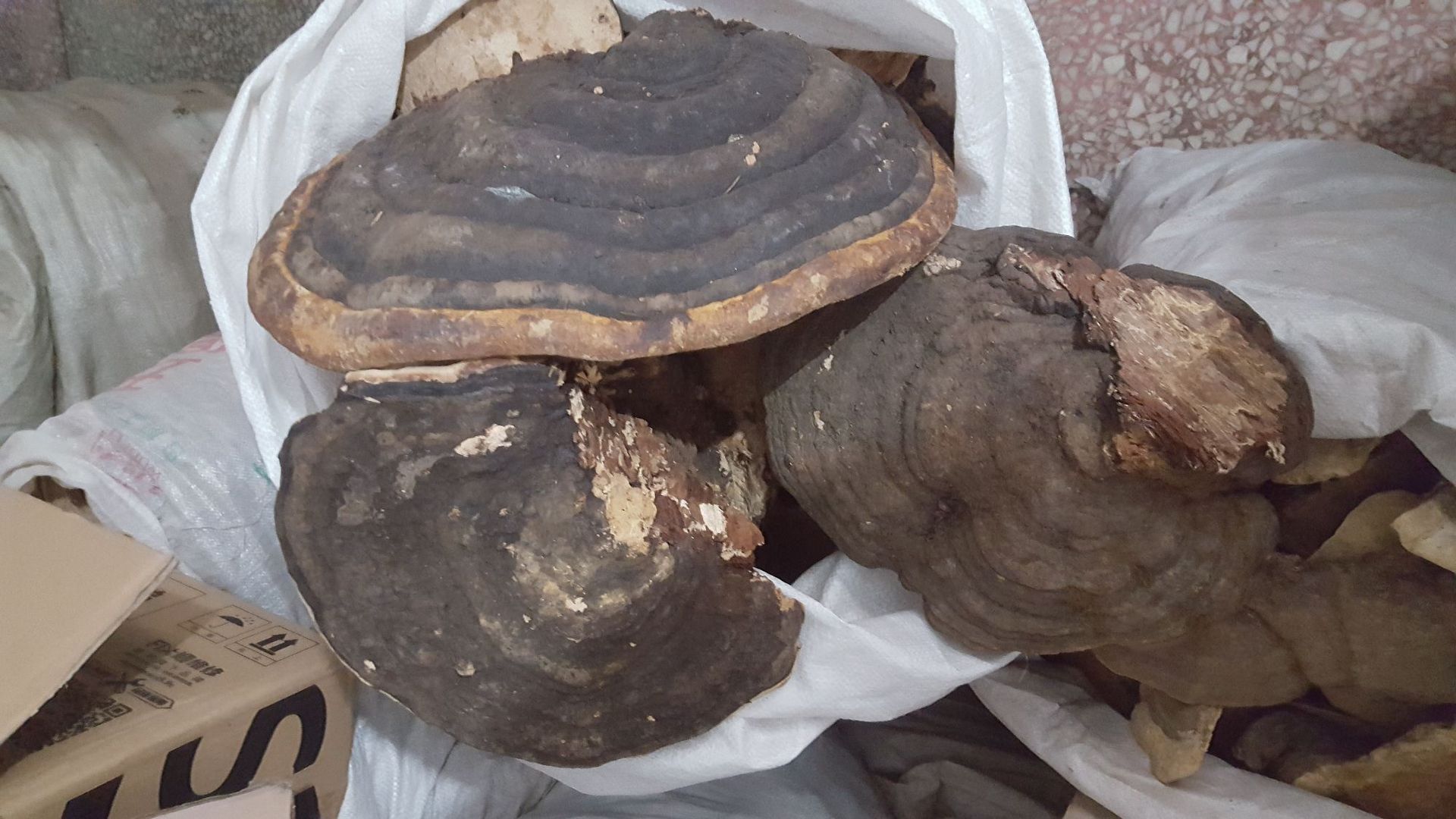 中药材木灵芝云南木灵芝 红缘树舌灵芝 红缘层孔菌 老树灵芝