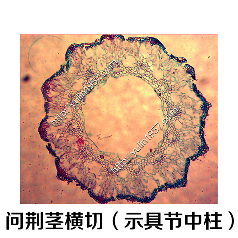教学切片 植物切片标本 生物玻片 问荆茎横切(示具节中柱)
