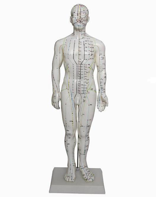 39中医用人体针灸模型50cm教学经络穴位练习示教模拟人假人橡皮人