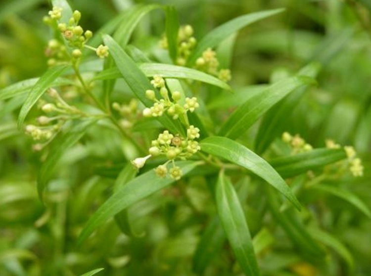 王不留种子 中药材种子 王不留行 麦蓝子 麦蓝菜 留行子 大麦牛